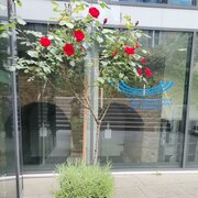 [Übersetzen nach: English] 