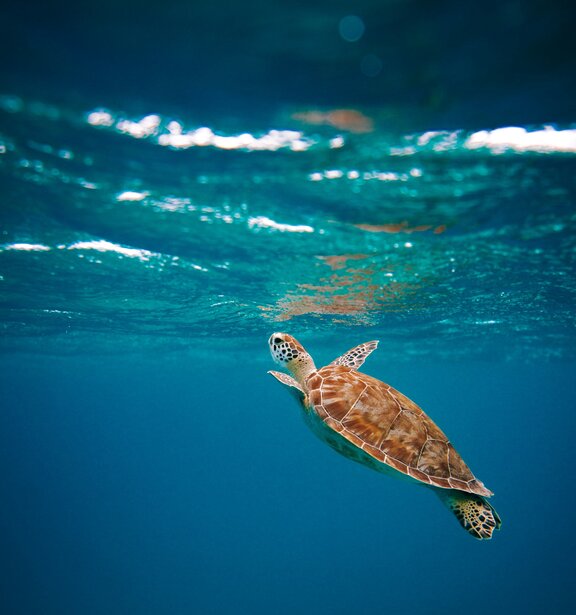Schildkröte im Meer schwimmend