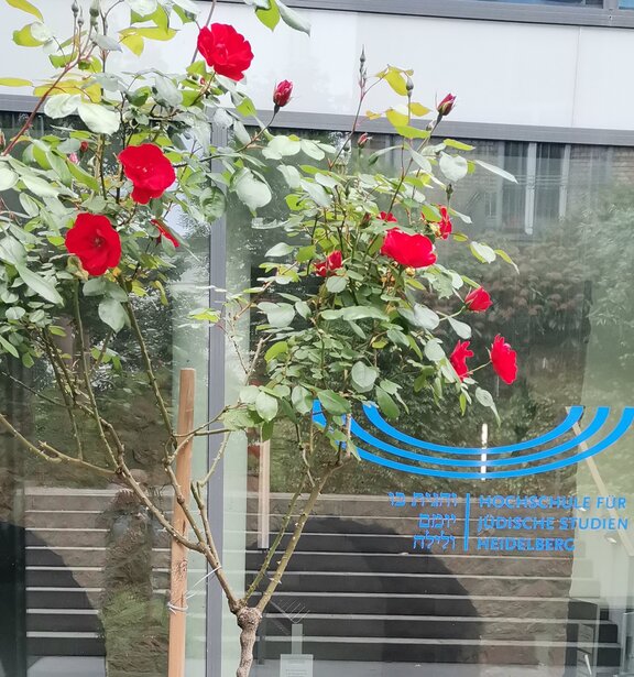 Rose vor der HfJS Heidelberg